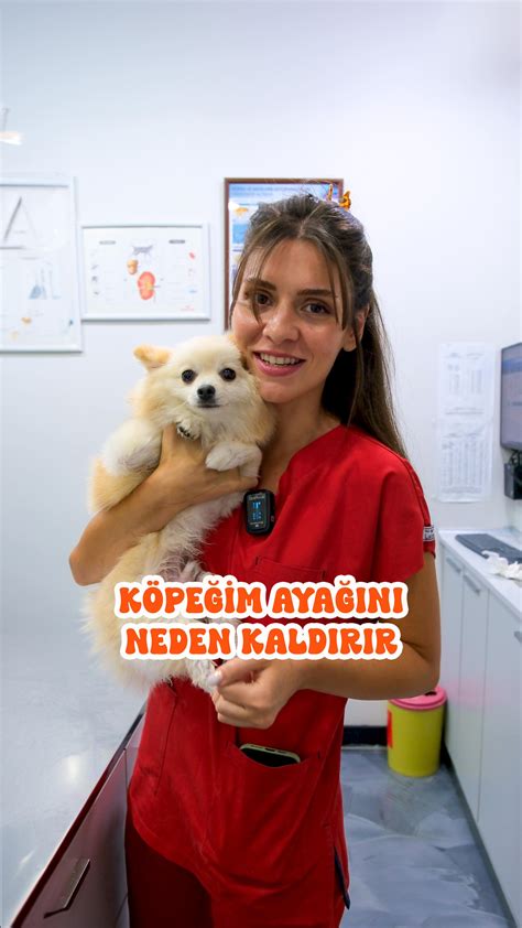 Rönesans Veteriner İzmir Köpeklerde sık Instagram.